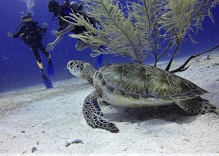 A Pie De Playa Cristianos Los Cristianos