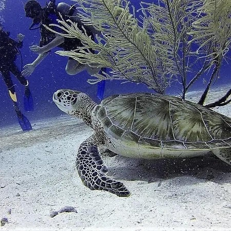 A Pie De Playa Cristianos Los Cristianos (Tenerife)